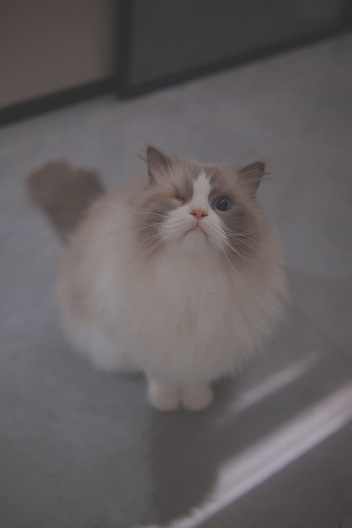 包包 Baobao