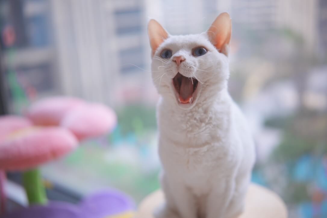 咕噜 Gulu